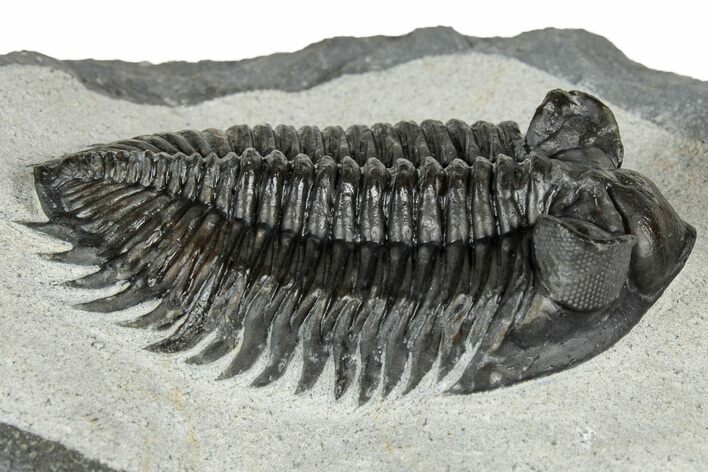 Top Quality Coltraneia Trilobite Fossil - Huge Faceted Eyes #328568